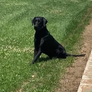 Meet your Posher, Lee